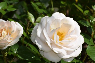 Bahçedeki beyaz gül