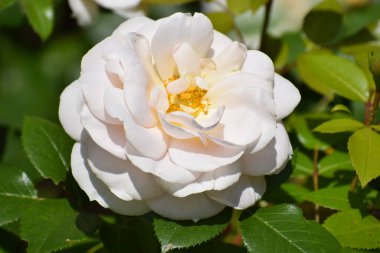 Beyaz bir gülün yakın çekimi.