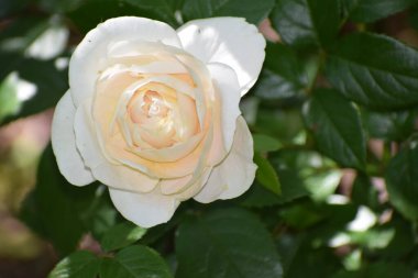 Beyaz bir güle yaklaş.