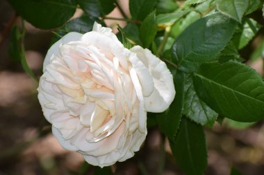 Bahçedeki güzel beyaz gül, yakın - yakın -