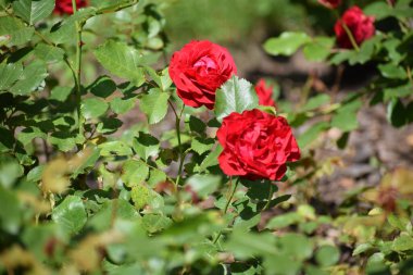 Bahçedeki kırmızı çiçek.