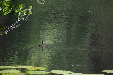 Siyah boyunlu ördek (anas platyrhynchos) güneşli bir günde gölette.