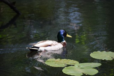 Sudaki yaban ördeği