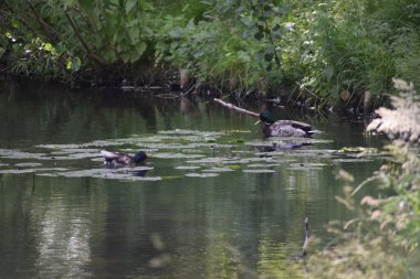 Ördekler gölette yüzer.