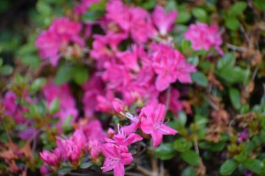 Çiçeklerin açılışını kapat, gündüz vakti.