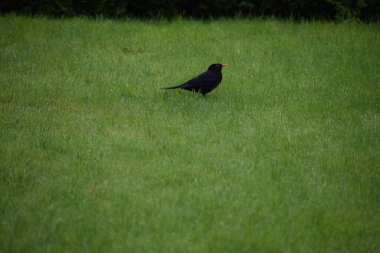Yerdeki siyah kuşun yakın çekimi.