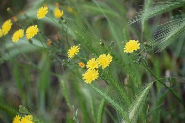 Bahçedeki sarı çiçek