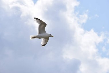 Martı gökyüzünde uçuyor.