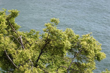 Nehrin arka planında yeşil ağaç dalları.
