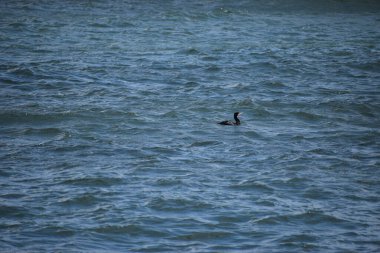 Denizin üzerinde uçan martılar