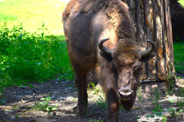 Hayvanat bahçesindeki vahşi kahverengi geyik