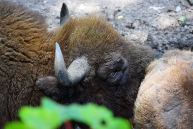 Yakından. Parktaki sevimli kahverengi bizon manzarası.