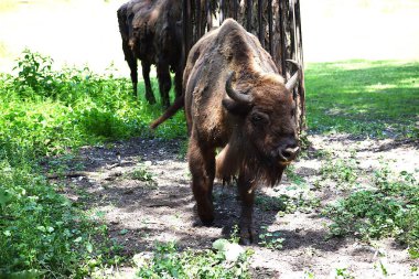 Ormandaki bizon.