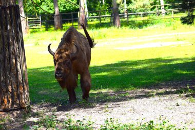 Boynuzlu büyük kahverengi bufalo.