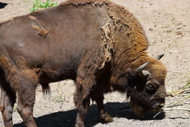 Hayvanat bahçesinde bizon