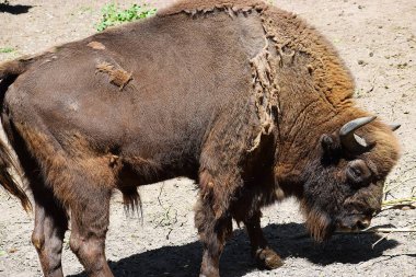Tarladaki büyük kahverengi bufalo.