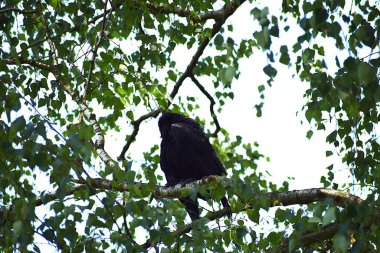 Ağaçta siyah bir kuş