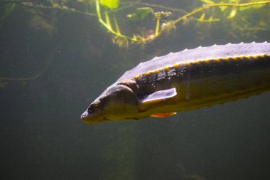 Güzel bir balığa yaklaş.