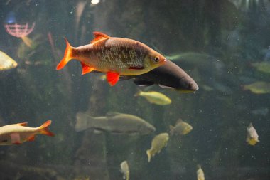 Akvaryumdaki güzel balıklar