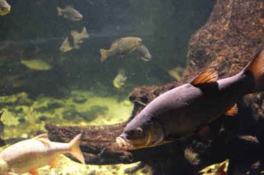 Akvaryumdaki güzel balıklar