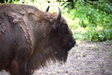 Büyük siyah bir bizon çimlerin üzerinde yürüyor, ulusal parkta.
