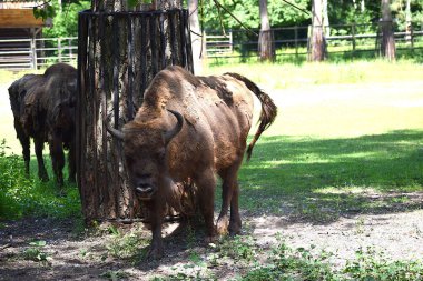 Hayvanat bahçesinde bizon