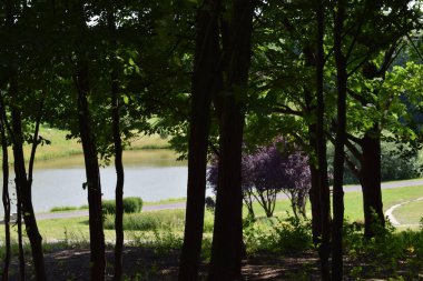 Güzel yeşil orman manzarası