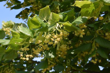 Bahçedeki bir ağacın yeşil yaprakları