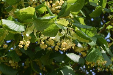 ıhlamur ağacı çiçek