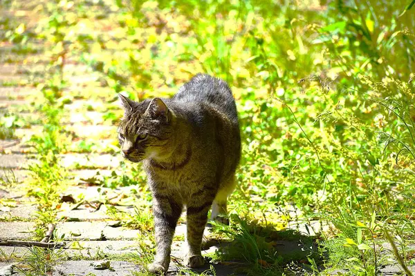 kedi parkta yürüyor.