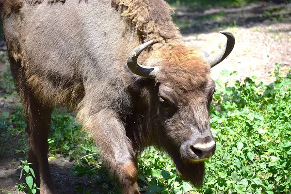 Ormanda siyah bir bufalonun yakın çekimi.
