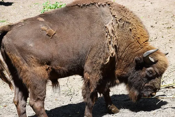 Tarladaki büyük kahverengi bufalo.
