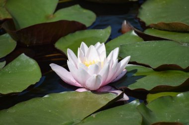 havuzda güzel çiçek açan lotus çiçeği