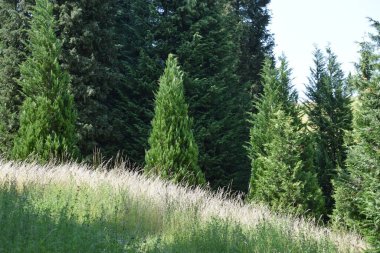 Ormanda güzel çam ağaçları