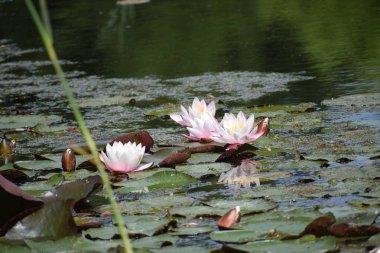 Gölette güzel beyaz nilüfer çiçeği