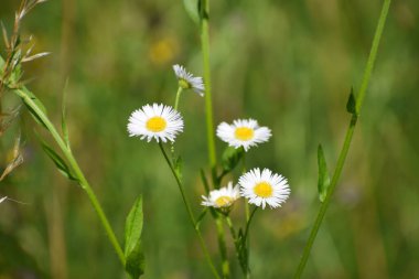 Beyaz papatya çayırda, yakın plan, makro..