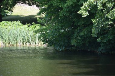 Nehir manzarası, ağaçlar ve su