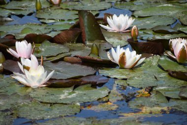 Gölde çok güzel nilüferler var.
