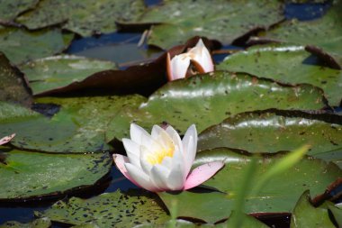 Bahçedeki güzel nilüfer çiçekleri