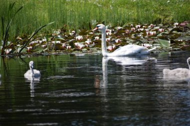 Beyaz Kuğu Gölü parkta