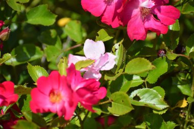 Bahçedeki kırmızı ve beyaz gül