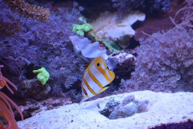 Akvaryumdaki tropikal balıklar