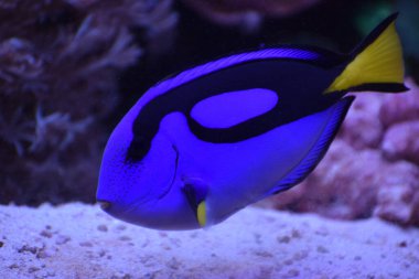 Akvaryumdaki balıklar