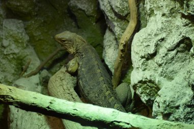 Ağaç dalında büyük yeşil bir kertenkele