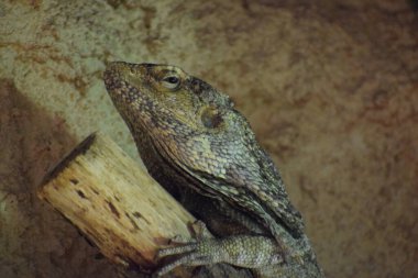 Duvardaki kertenkele