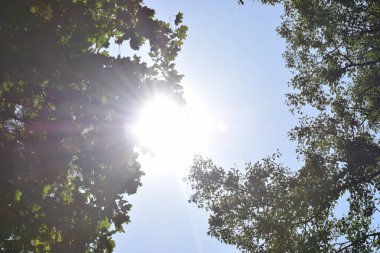 Ormanın güzel manzarası
