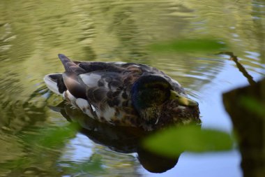 Ördek gölette yüzüyor..