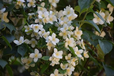 Bahçede beyaz çiçekler