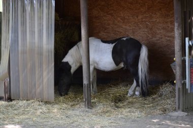 Ahırda kahverengi bir atın yakın çekimi.