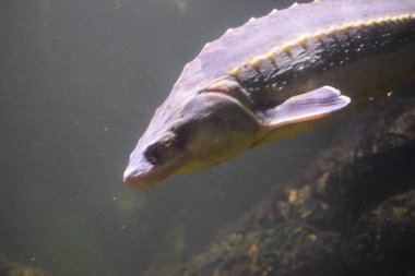 Göldeki balık manzarasını kapat.